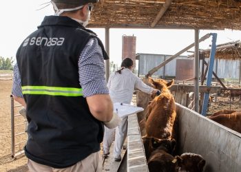 Brucelosis bovina: El Senasa estableció la vacunación estratégica para el plan de control y erradicación