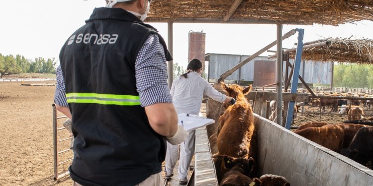 Brucelosis bovina: El Senasa estableció la vacunación estratégica para el plan de control y erradicación