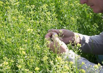 Camelina, un cultivo que propone reemplazar al barbecho químico