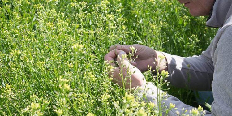 Camelina, un cultivo que propone reemplazar al barbecho químico