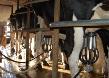 El complejo panorama del sector lechero: bajas en la remisión, las exportaciones y el precio del tambo