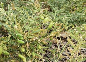 El garbanzo argentino gana transparencia ante los mercados internacionales