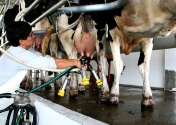 El sector lechero busca asistencia financiera en el BROU en medio de un panorama complejo