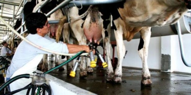 El sector lechero busca asistencia financiera en el BROU en medio de un panorama complejo
