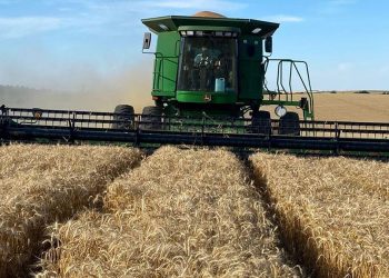 USDA aprobó el trigo transgénico argentino, que lleva años esperando autorización en Uruguay