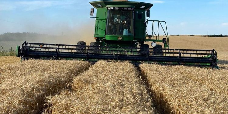 USDA aprobó el trigo transgénico argentino, que lleva años esperando autorización en Uruguay