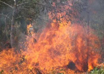 Bolivia, en estado de emergencia nacional por incendios forestales: 3 millones de hectáreas fueron quemadas este año