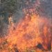 Bolivia, en estado de emergencia nacional por incendios forestales: 3 millones de hectáreas fueron quemadas este año