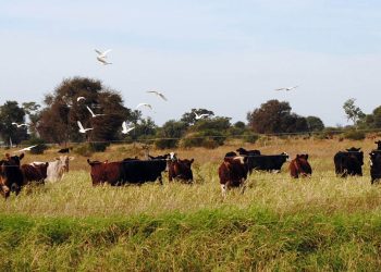 Crece la adopción de la ganadería regenerativa en el sudoeste chaqueño
