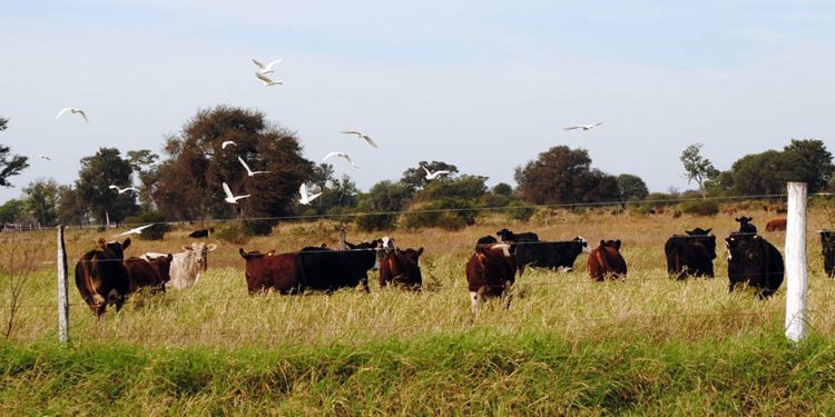 Crece la adopción de la ganadería regenerativa en el sudoeste chaqueño