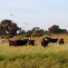 Crece la adopción de la ganadería regenerativa en el sudoeste chaqueño