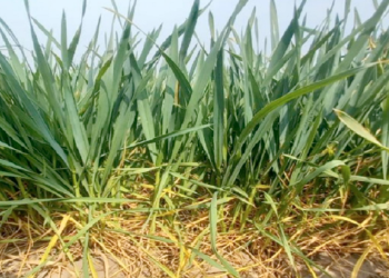 El trigo santafesino comienza a sentir la falta de humedad