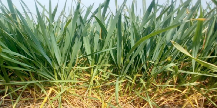 El trigo santafesino comienza a sentir la falta de humedad