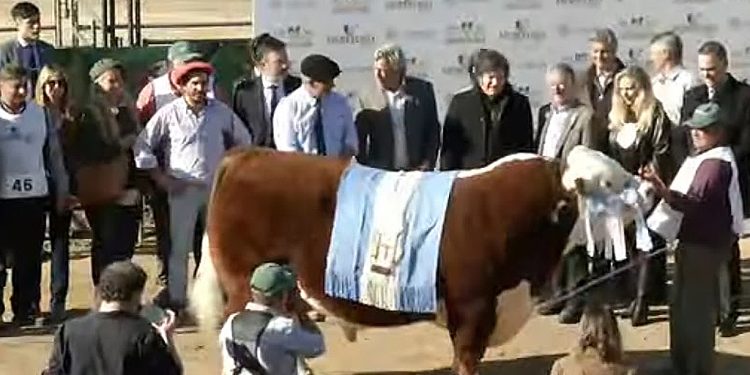 Hereford coronó sus 100 años con los mejores ejemplares desfilando por Palermo y la presencia de Milei