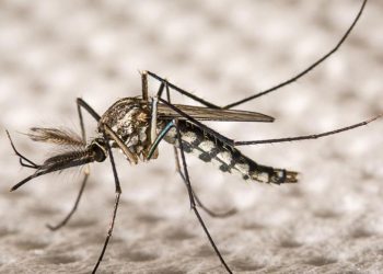 Inteligencia Artificial para predecir brotes de dengue, con un mapeo sobre 700 mil manzanas bonaerenses