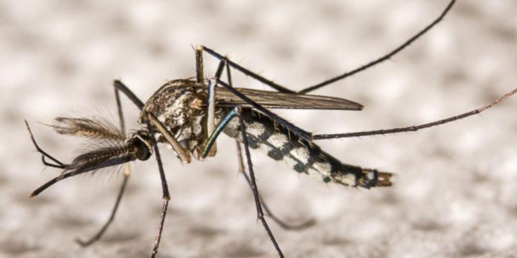 Inteligencia Artificial para predecir brotes de dengue, con un mapeo sobre 700 mil manzanas bonaerenses