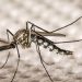 Inteligencia Artificial para predecir brotes de dengue, con un mapeo sobre 700 mil manzanas bonaerenses