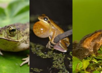 Más monocultivos, menos diversidad de sapos y ranas