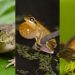 Más monocultivos, menos diversidad de sapos y ranas