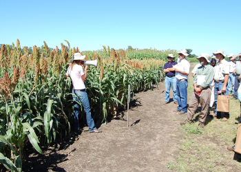 Preocupa el bajo poder germinativo de los sorgos graníferos