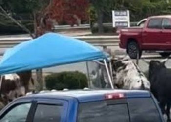 Video: caos y pánico en EEUU por ocho toros que se escaparon en plena calle