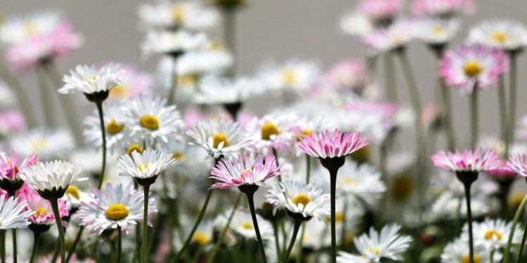 De los alcauciles y las flores a los carruajes y la pasión por Leonardo Favio