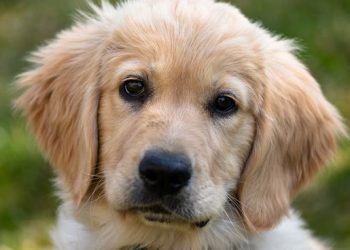 Inventos millonarios: crean un algoritmo que puede traducir el ladrido de los perros con IA