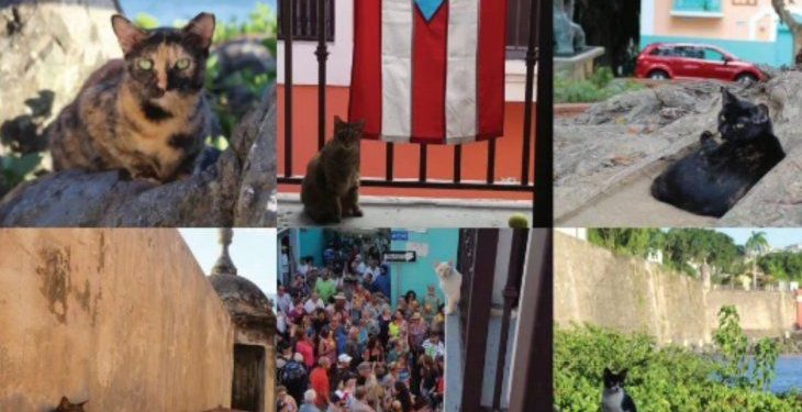 “La guerra de los michis”: polémica por una colonia de más de 150 gatos históricos que copan un barrio en Puerto Rico