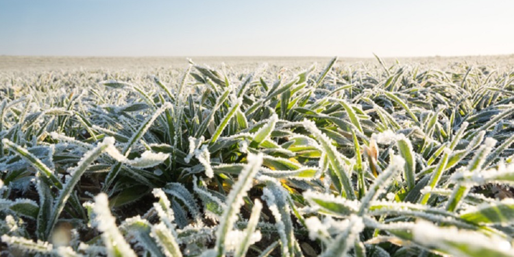 Las heladas y la sequía recortan las perspectivas del trigo en Australia