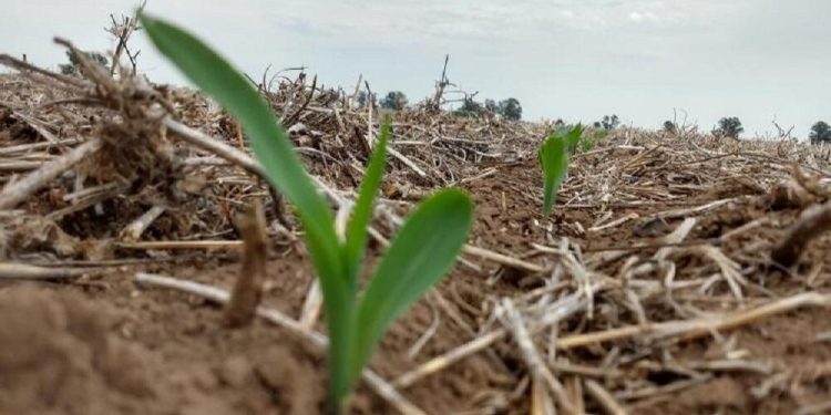 Siembra en la Región Núcleo: falta el 45% del área de intención de maíz y hay mucha expectativa por la soja