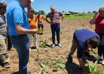 Producción evalúa daños por granizo en cultivos e infraestructura