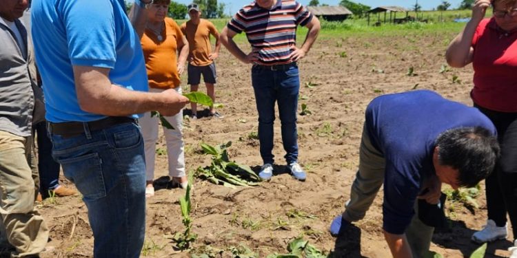 Producción evalúa daños por granizo en cultivos e infraestructura
