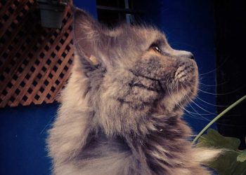 Hermano perro, hermana gata