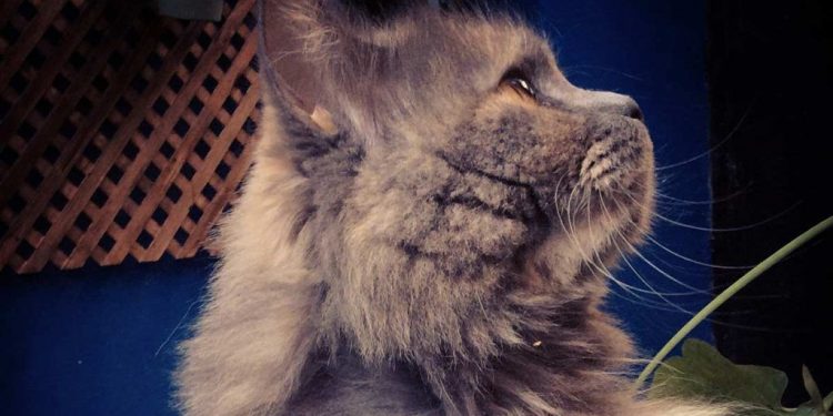 Hermano perro, hermana gata