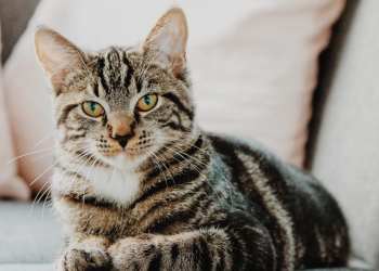 ¡Increíble! La Inteligencia Artificial reveló cómo se verían los gatos si tuvieran alas para volar