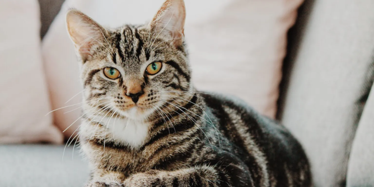 ¡Increíble! La Inteligencia Artificial reveló cómo se verían los gatos si tuvieran alas para volar