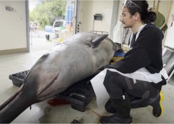 Comenzaron a diseccionar a la ballena más rara del mundo