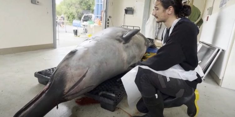 Comenzaron a diseccionar a la ballena más rara del mundo