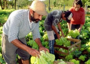 El Gobierno disolvió otros tres fondos fiduciarios vinculados a la agricultura familiar, vivienda social y comunicación