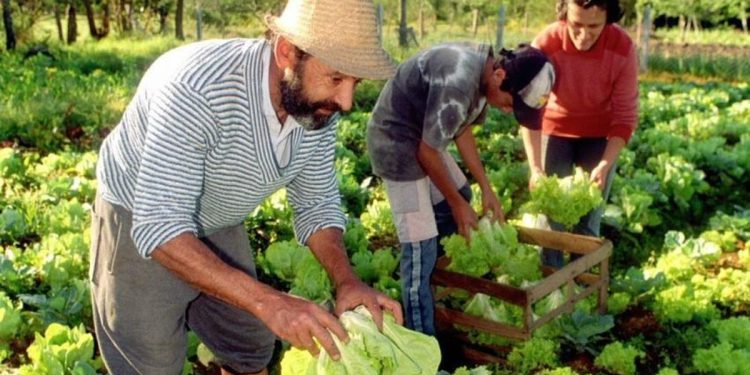 El Gobierno disolvió otros tres fondos fiduciarios vinculados a la agricultura familiar, vivienda social y comunicación
