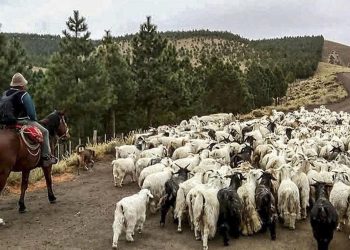 El precio del chivito: muy lejos de lo que reciben las familias crianceras del norte de Neuquén