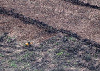 La topadora avanza: las provincias del norte entregan los bosques nativos