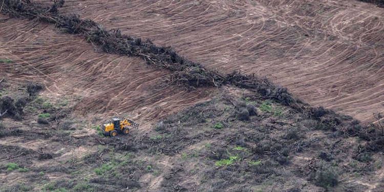 La topadora avanza: las provincias del norte entregan los bosques nativos