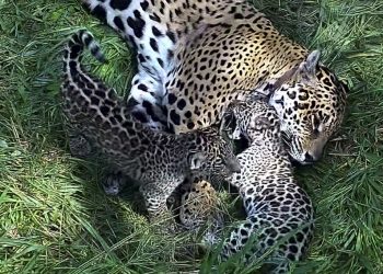 Takajay, el yaguareté que se suma al Parque Iberá en la lucha por reintroducir a la especie emblemática del país