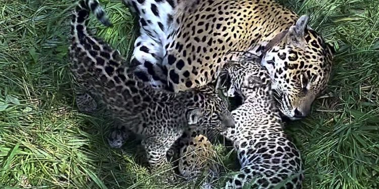 Takajay, el yaguareté que se suma al Parque Iberá en la lucha por reintroducir a la especie emblemática del país