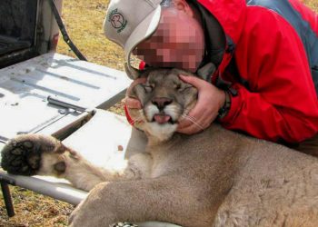 Caza ilegal: «Traen extranjeros para matar por deporte»