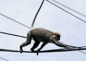 De no creer: un mono dejó sin electricidad a más de 23 millones de personas