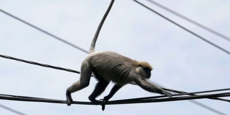 De no creer: un mono dejó sin electricidad a más de 23 millones de personas