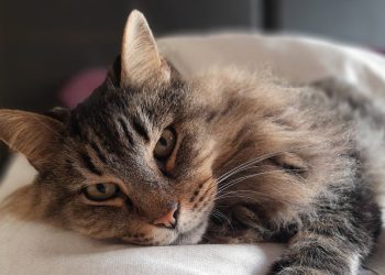 Día del Gato: las razas menos convencionales del mundo, según la Inteligencia Artificial