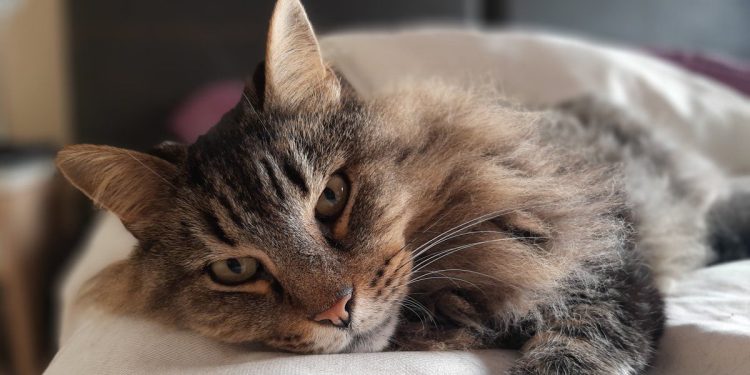 Día del Gato: las razas menos convencionales del mundo, según la Inteligencia Artificial